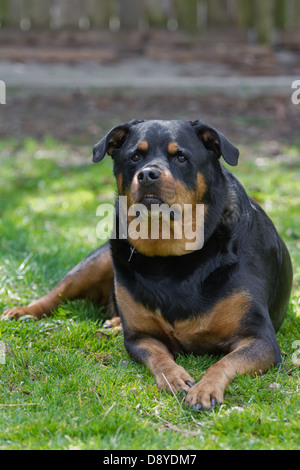 beautiful female purebred Rottweiler laying down on green spring grass Stock Photo