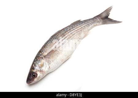 Grey Mullet or flathead mullet fish (Mugil cephalus) isolated on a white studio background. Stock Photo