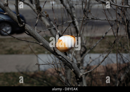 Orange and white plastic Easter egg hidden in crook of tree. Stock Photo