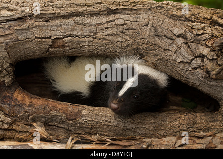 Striped skunk (Mephitis mephitis) , New York, young Stock Photo