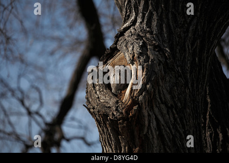Eastern screech owl sunning and nesting in hole in tree. Stock Photo