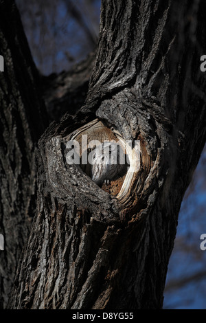 Eastern screech owl sunning and nesting in hole in tree. Stock Photo