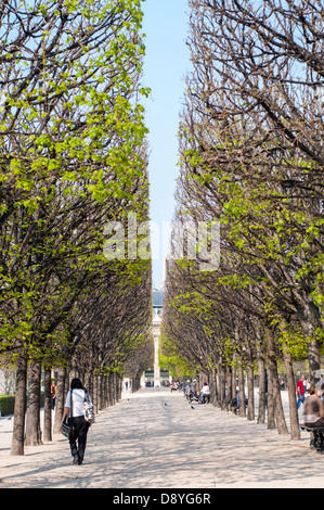 View of converging trees in the Jardin du Palais, Paris, France Stock Photo