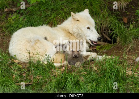 Female arctic wolf with one month puppy Stock Photo