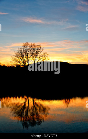 Sunset at coast of the lake with tree silhouette reflected on the water. Shot vertically ideal for mobile backgrounds. Stock Photo