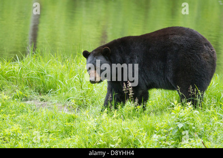 Big male black bear (Ursus Americanus) in spring. Stock Photo