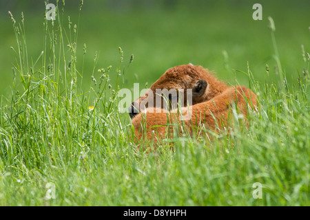 Newborn Bison baby sleeping in the prairie Stock Photo