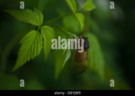 Macro view of a 17 year cycle Cicada resting on a raspberry leaf shortly after emerging on June 4, 2013 in Hudson,  New York. Stock Photo