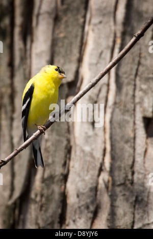 American Goldfinch perched on twig Stock Photo