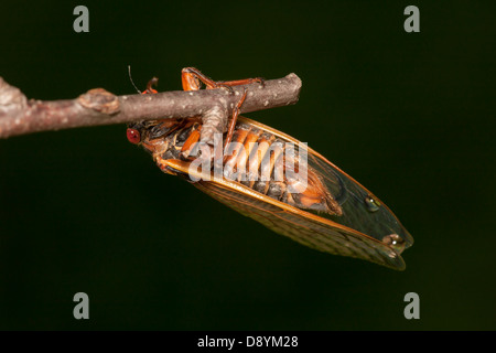 An adult female 17-year periodical cicada (Magicicada septendecim) clings to a twig after emerging from its nymphal stage. Stock Photo