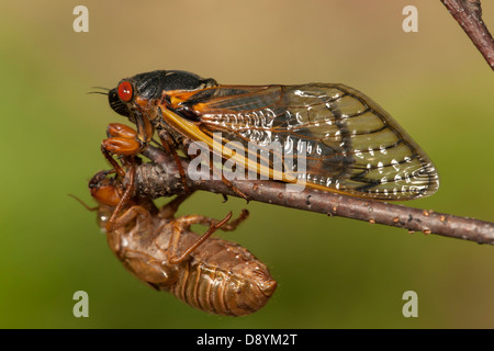 An adult 17-year periodical cicada (Magicicada septendecim) clings to a twig above its recently shed skin (exuvia) Stock Photo