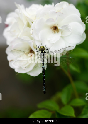 Dragonfly on white rose, close-up Stock Photo