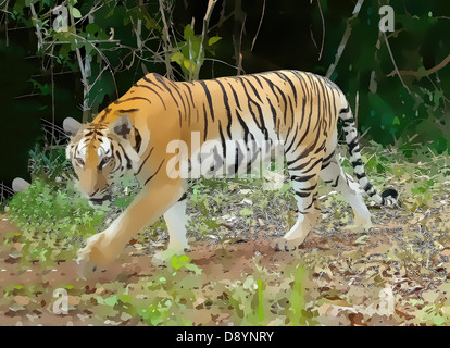 Wild Tiger, Panthera tigris Stock Photo