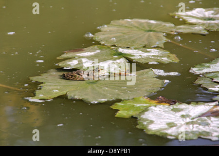 Frog Leaf Water Lily. A Small Green Frog Is Sitting At The Edge Of 