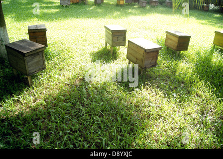 Apiary, in shenzhen, China. Bees make honey, the best gift to human being. Stock Photo