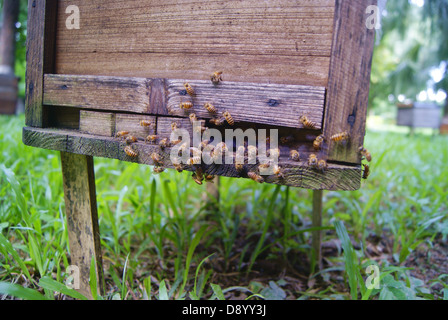 Apiary, in shenzhen, China. Bees make honey, the best gift to human being. Stock Photo