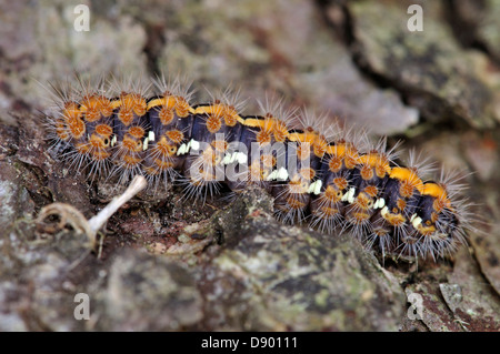 Jersey tiger moth caterpillar. Dorset, UK March 2011 Stock Photo