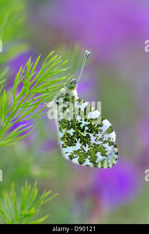 orange-tip Stock Photo