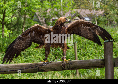 Golden Eagle (Aquila Chrysaetos) Stock Photo