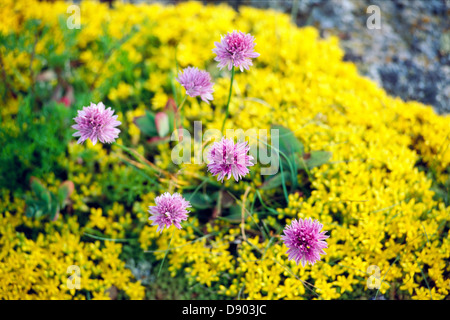 Flowering chives. Stock Photo
