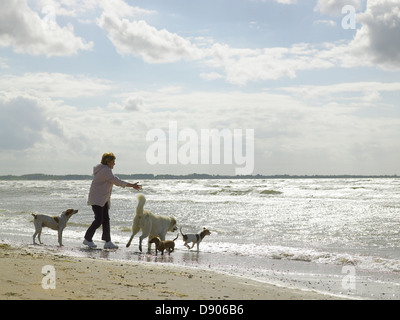 A woman playing with her four dogs on a sunny beach. Stock Photo