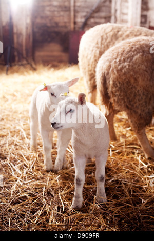 Two lambs in a barn, Sweden. Stock Photo