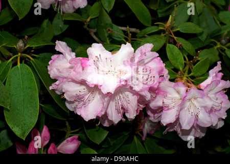 Rhododendron ‘Mrs Charles E. Pearson’ Stock Photo - Alamy