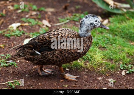 Laysan Duck, Anas laysanensis, walking Stock Photo