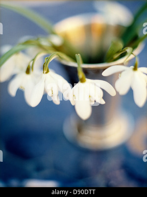 Snowdrops in a vase, Sweden. Stock Photo