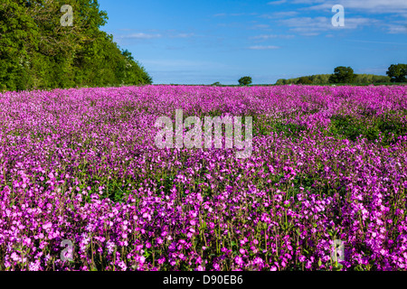 A field of Red Campion (Silene dioica) in the Cotswolds. Stock Photo