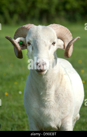 Wiltshire Longhorn ram looking at the camera in green field Stock Photo