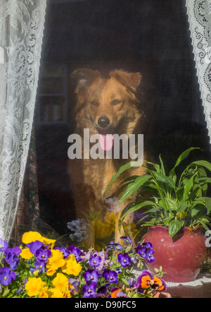 Dog Looking out of Window Waiting for Owner to Come Home Stock Photo