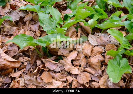 Arum maculatum, Lords and Ladies shoots, early signs of Spring, Wales, UK. Stock Photo