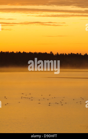 Sunrise over lake with birds Stock Photo