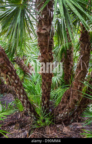 The saw palmetto or Serenoa repens often forms a dense thicket or understory in Florida and the Southeastern U.S. Stock Photo