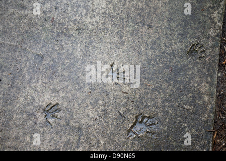Raccoon tracks embedded in concrete path at Kanapaha Botanical Gardens located in Gainesville Florida. Stock Photo
