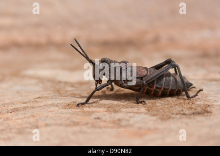 insect grasshopper cricket Africa Guinea Stock Photo