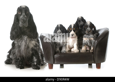 mother dog and puppies - english cocker spaniel litter - seven weeks old Stock Photo