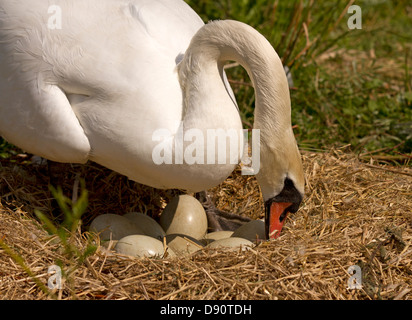 Female turning the eggs Stock Photo