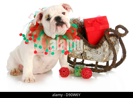 christmas puppy - english bulldog puppy sitting beside sleigh full of presents isolated on white background Stock Photo