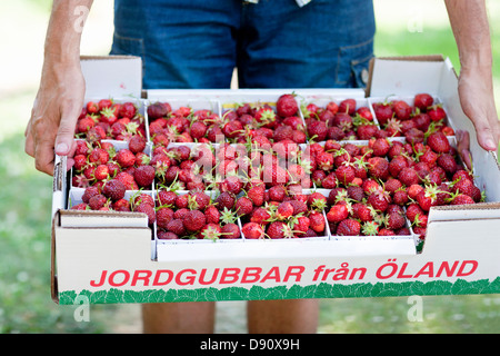 Man holding box full of strawberries, close-up Stock Photo