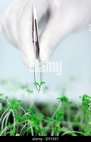 Scientist lifting seedling with tweezers Stock Photo