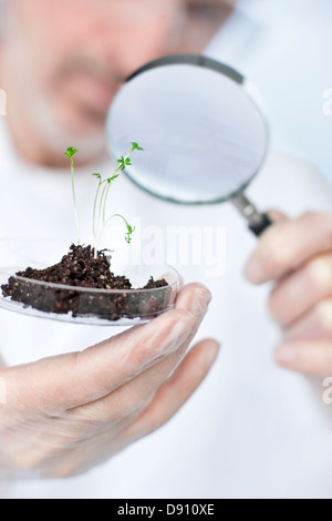 Scientist looking at seedlings through magnifying glass Stock Photo