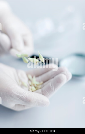 Scientist holding seeds on hand Stock Photo