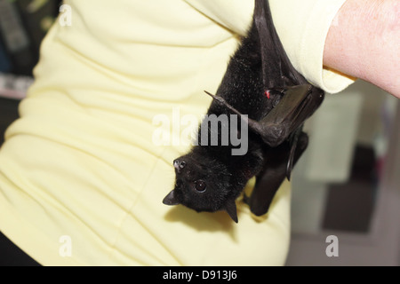 Injured Bat Hanging on Rescue Volunteer Stock Photo