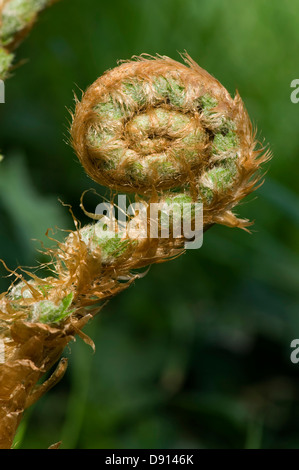 Frond on a male fern plant, Dryopteris filix-mas, unfurling in spring Stock Photo