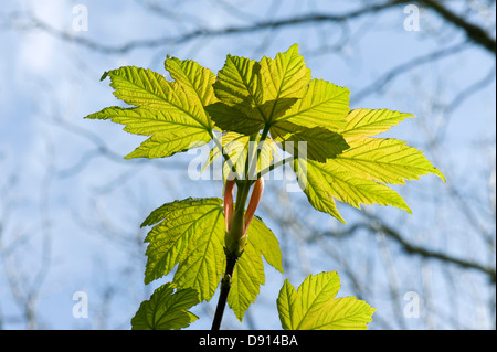 Young spring leaves backlit by sunlight on a small sycamore , Acer pseudoplatanus, sapling against larger trees and a blue sky Stock Photo