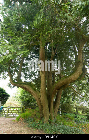 A western red cedar tree, Thuja plicata, grown to produce several upright main trunks, an attractive and majestic tree. Stock Photo