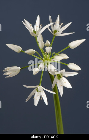 Wild garlic or ramsons, Allium ursinum, flower and white florets Stock Photo