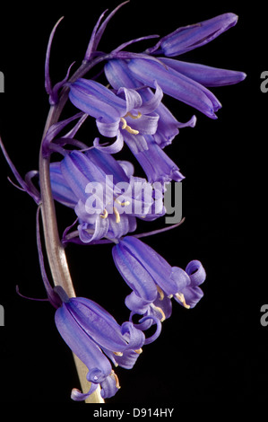 Detail of bluebell flower and florets, Hyacinthoides non-scripta, probably hybrid with H. Hispanica, Stock Photo